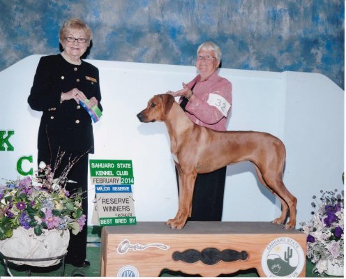 Best Bred By and a Reserve under judge Loraine Boutwell