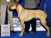 Winners Dog, Silver Bay Kennel Club