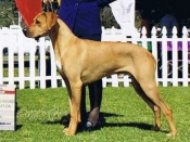 Winners Dog for a major at the Western Hound Association, April 2010. 